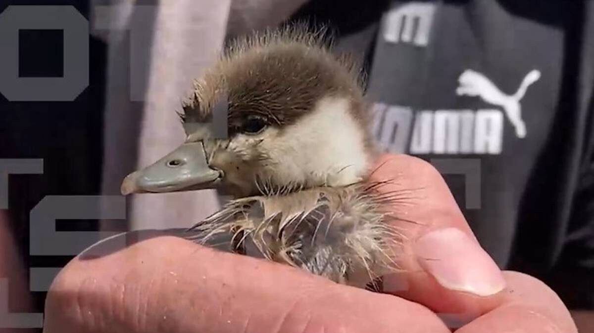    Фото: Telegram-канал Shot / скриншот видео