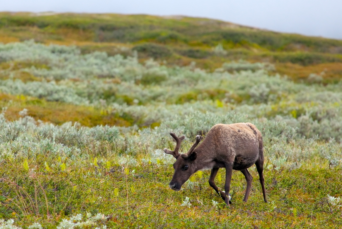 Фото: Андрей Подкорытов / GeoPhoto