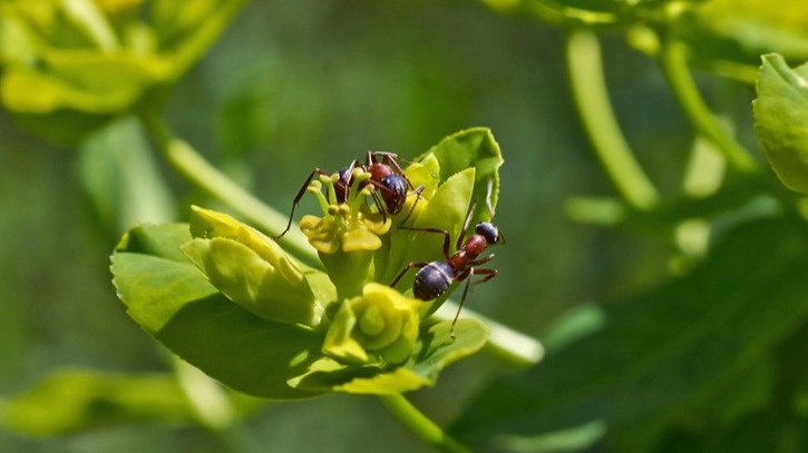 Муравьи - настоящее бедствие для сада