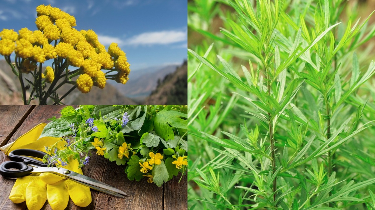 Травы для защитного состава. Важно правильно определить каждое растение и соблюдать пропорции