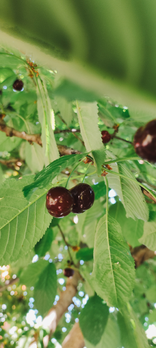 Черешня в Краснодаре