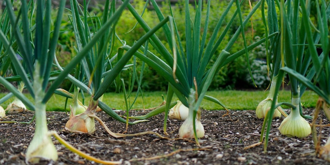 Важно не упустить время подкормки лука во время набора массы и тогда богатый урожай гарантирован