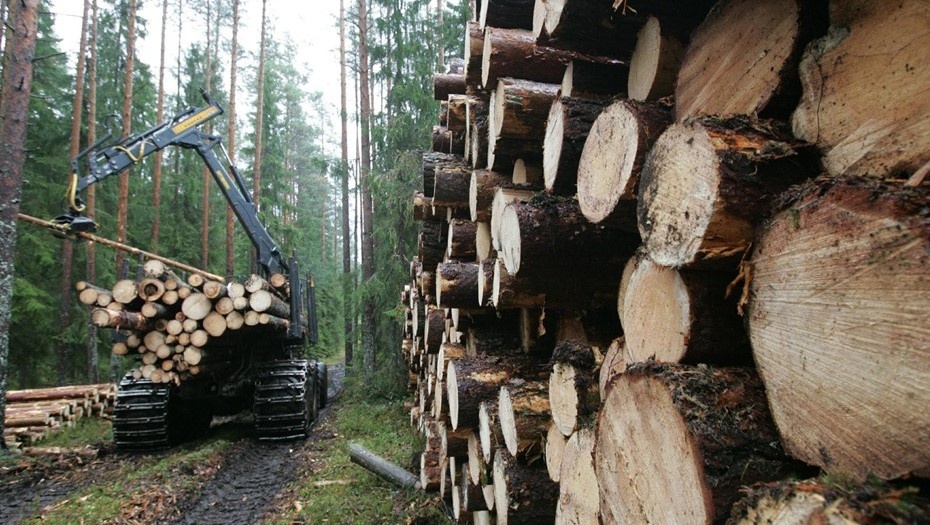    Автор фото: Асмолов Евгений