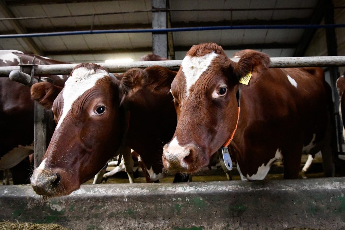    Фото: "Республика"/ Оксана Кудряшова