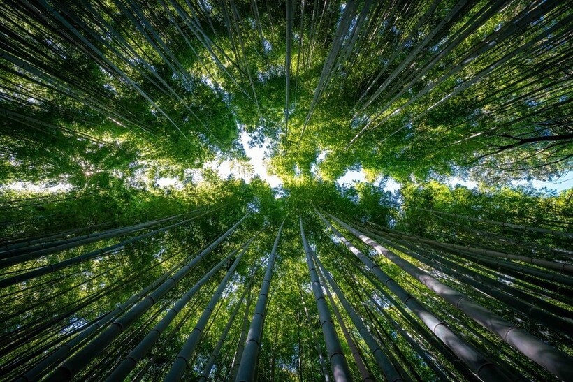    Япония глазами Иэна Форда: 14 чудесных снимков из путешествия по стране контрастов