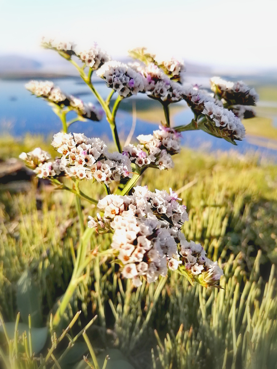 Цветок на вершине горы 