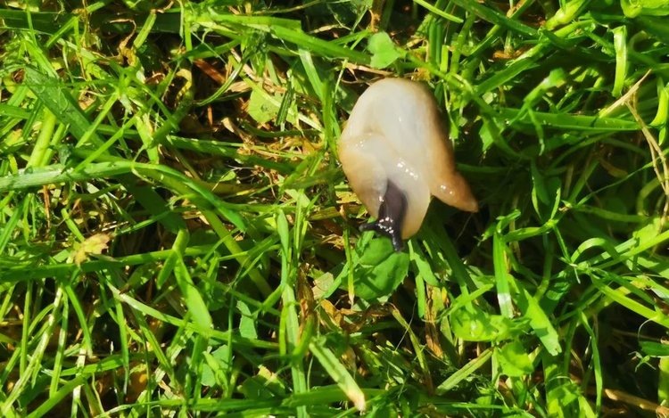    Как избавиться от слизней нашатырем и супом из одуванчиков