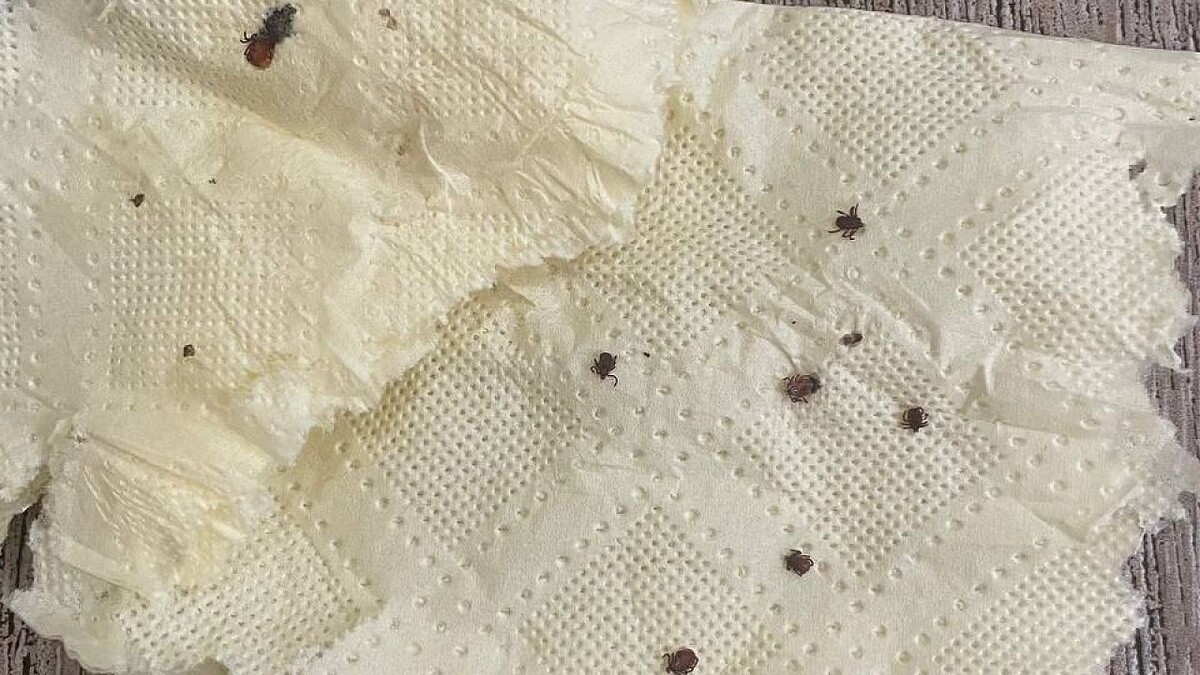    Фото: телеканал «Краснодар»