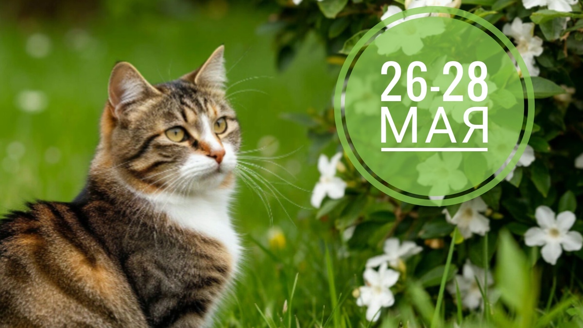 Нумерологический прогноз на 26-28 мая 2025 года: котики всегда в тренде