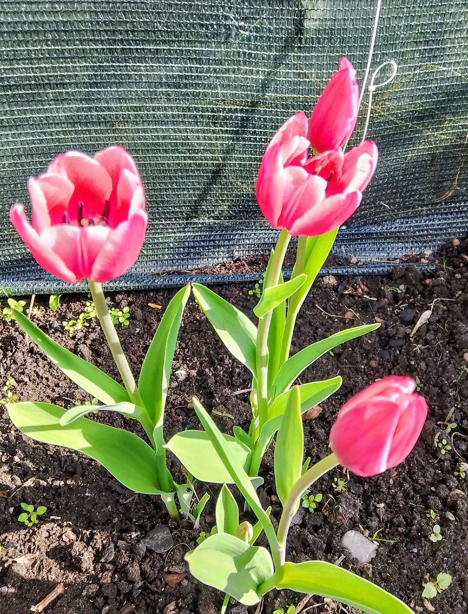 Первое цветение тюльпанов, невероятной красоты. Ярко розовые с белой каймой 