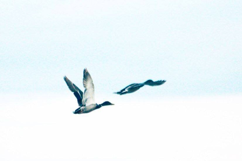  📷    Ишальский пруд в Красногвардейском районе облюбовали ондатры и утки Белов Михаил Александрович