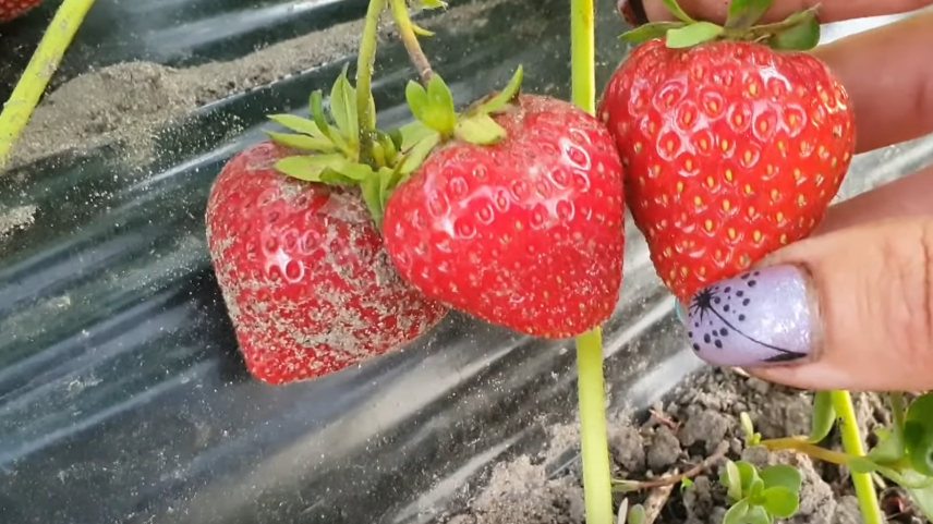 Клубника после обработки йодным раствором