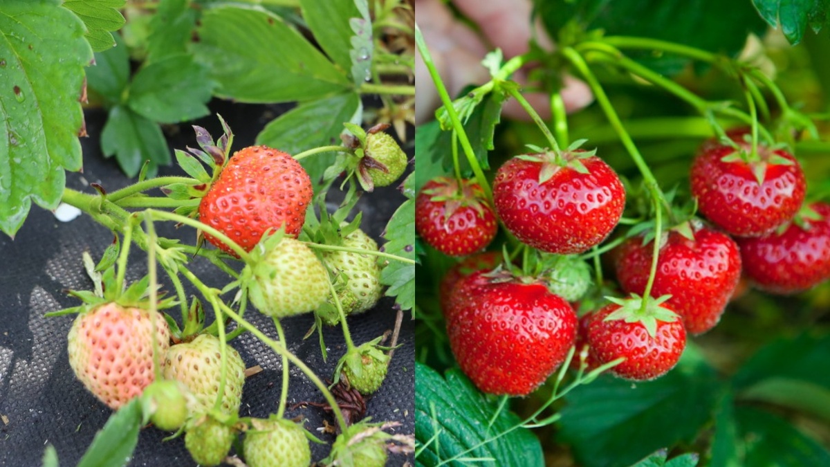 Наглядный результат эксперимента: разница в размере ягод на соседних кустах