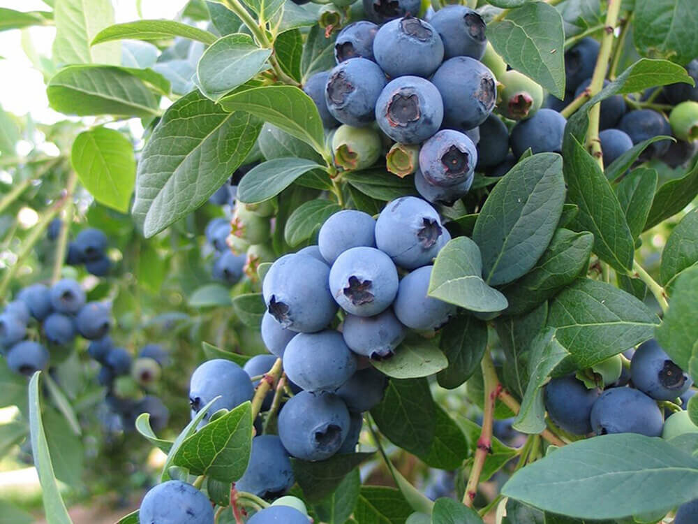 Голубика Блюкроп. Источник фото: https://chelseagarden.ru/catalog/yagodnie-kystarniki/golubika/golubika-bljukrop-bluecrop/