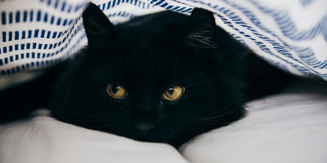 Темнее ночи: 10 причин влюбиться в черных кошек