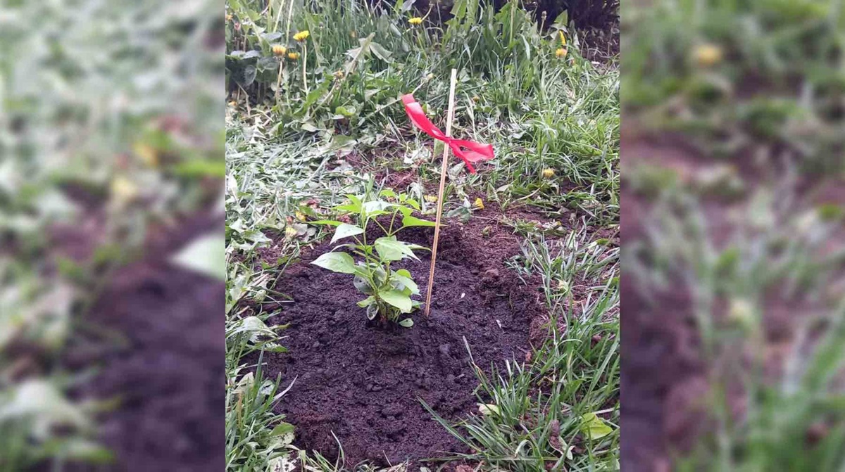    Саженец сирени