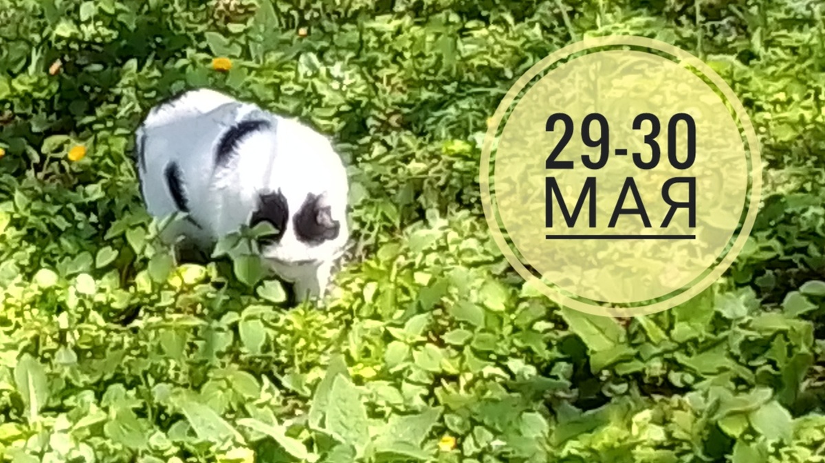 Неврологический прогноз на 29 30 мая: котики всегда в тренде