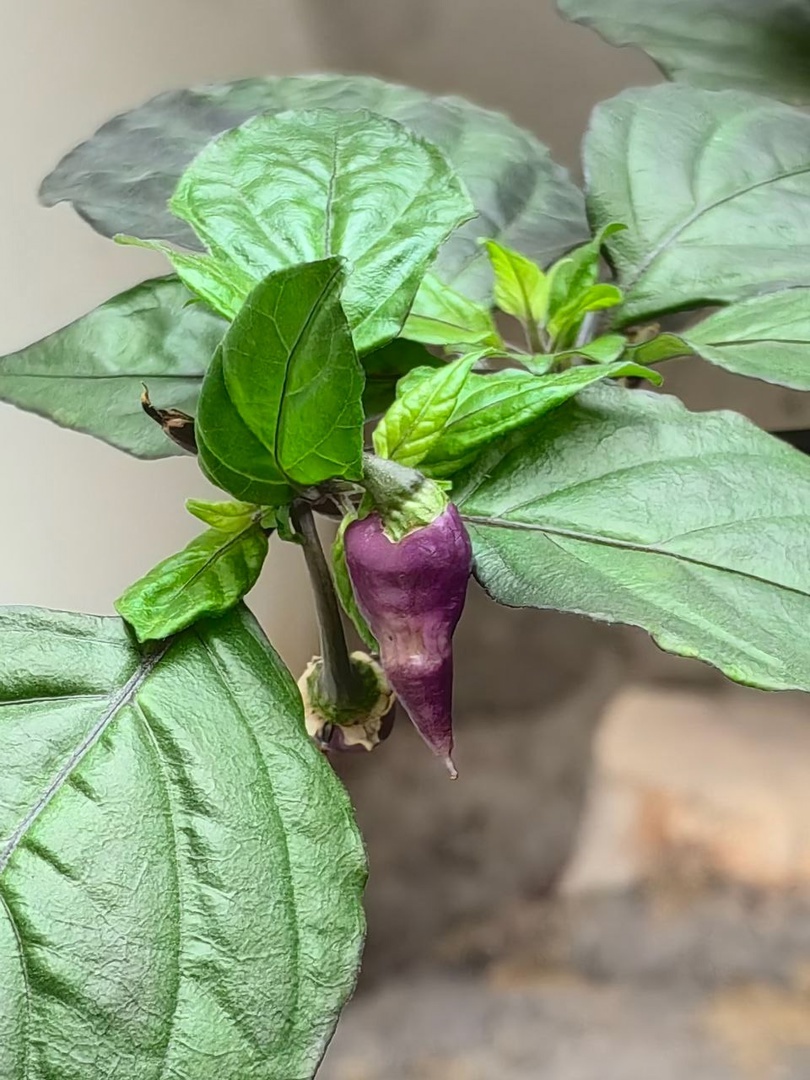 Острый перец - почти Мечта. 