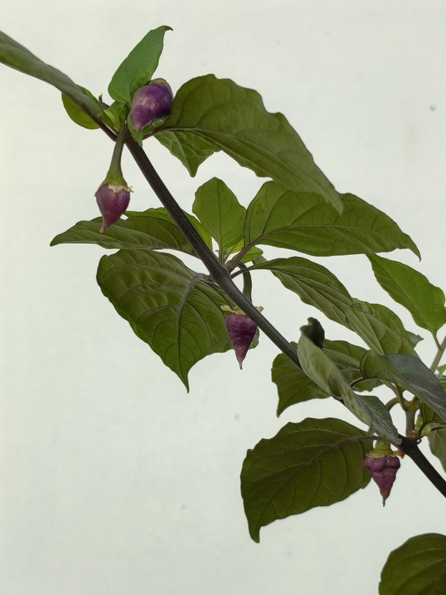 Фото: острый перец