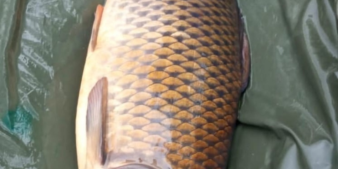 Ловля карпа в конце мая и начале июня: все секреты в таблице