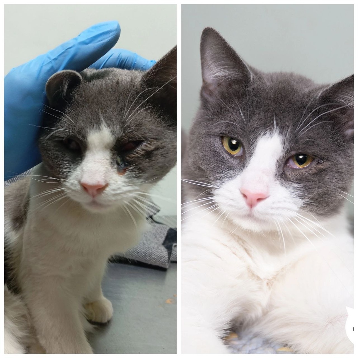 Котик Джульбарс, 2 года, найден на улице.