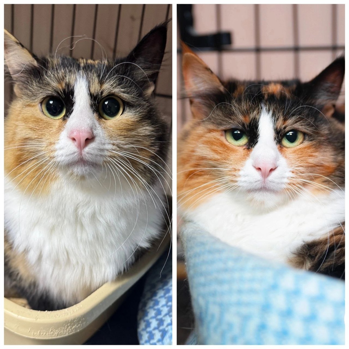 Кошечка Альха, 1 год. Уехала домой из приюта 06.04.2025 г.