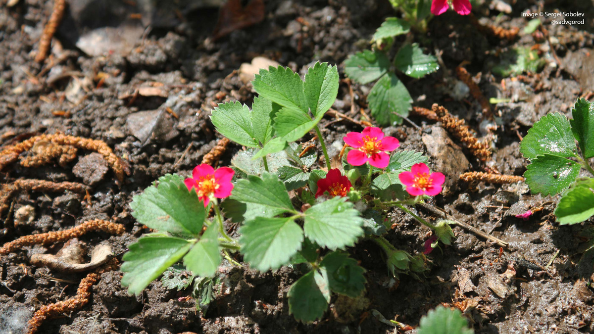 Земляника с красными цветами - хороший будет коврик в городском палисаднике!