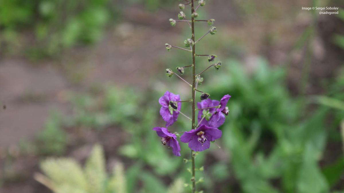 Коровяк фиолетовый (Verbascum phoeniceum).