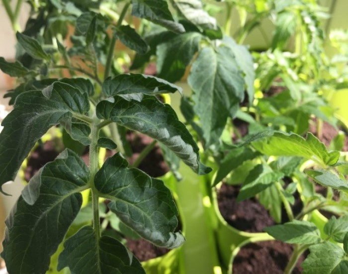 рассада томатов на подоконнике