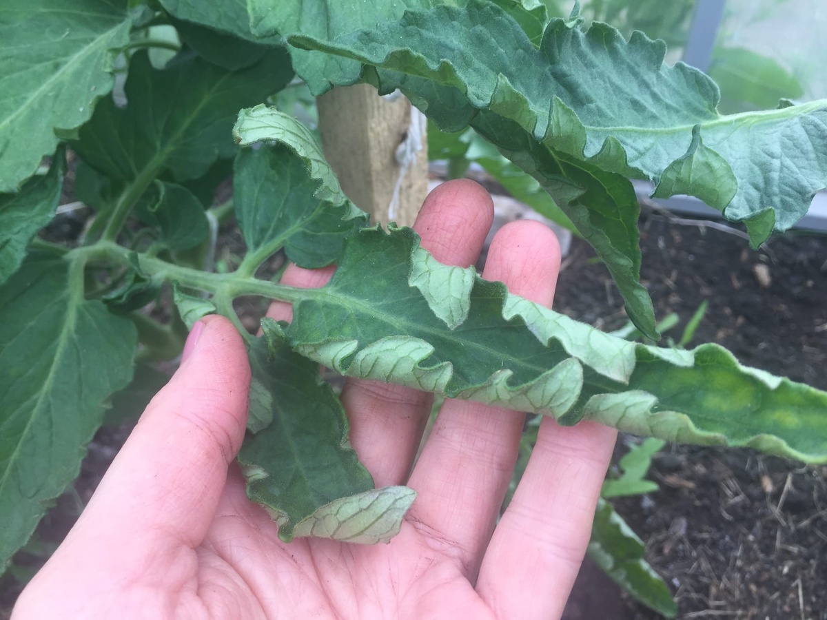лист томата скрутился