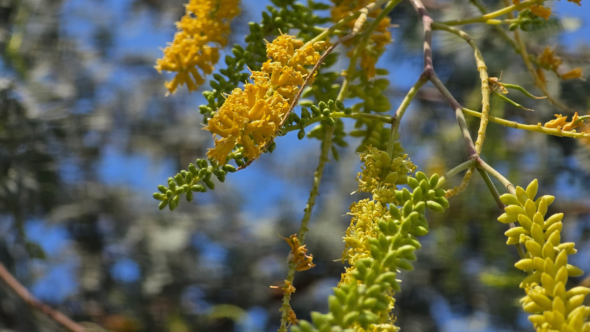 Прозопис метёлконосный