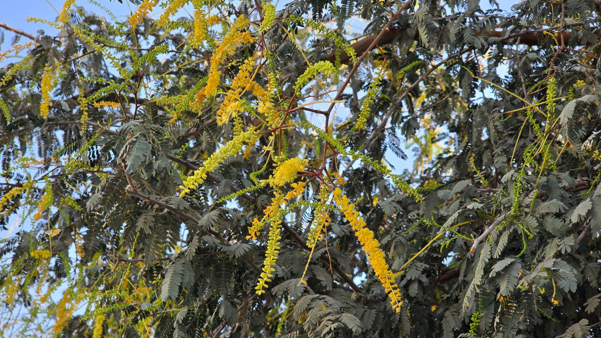 Прозопис метёлконосный