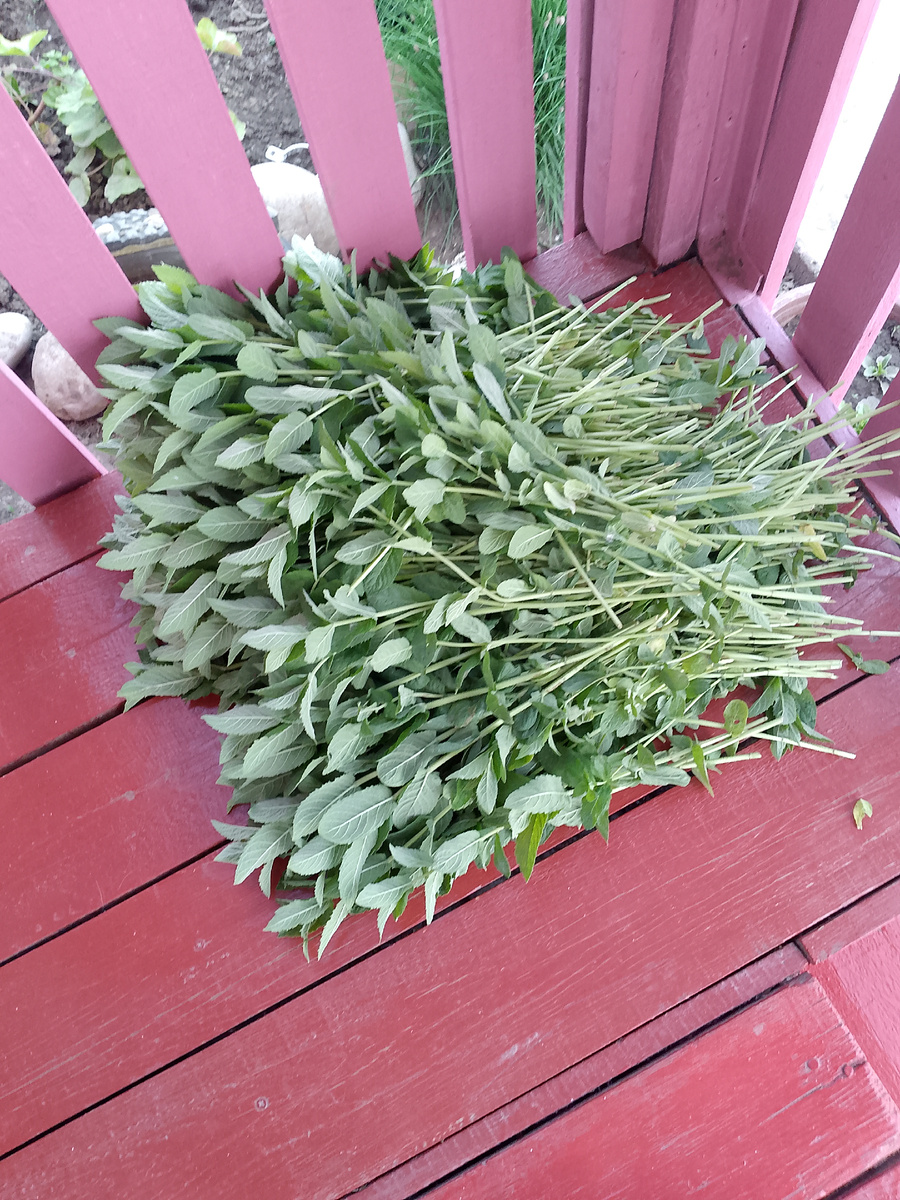 Вот столько мяты получилось.