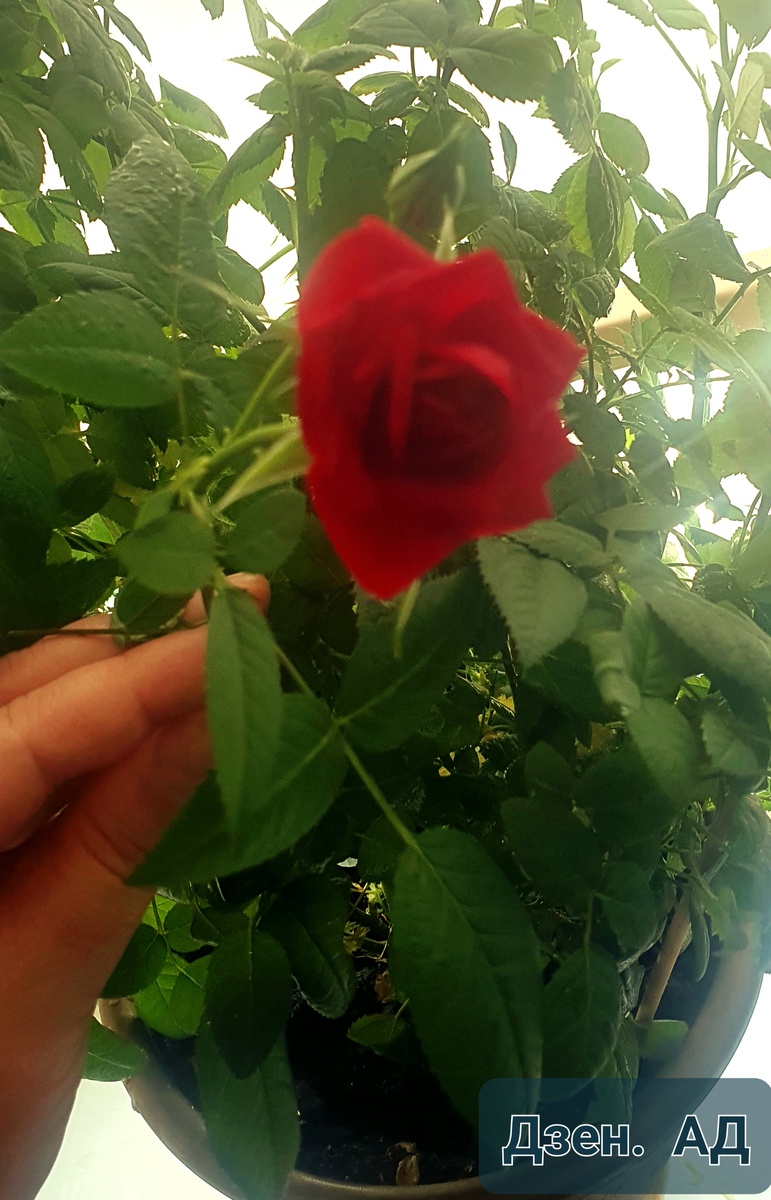 Моя комнатная роза, фото с личного архива