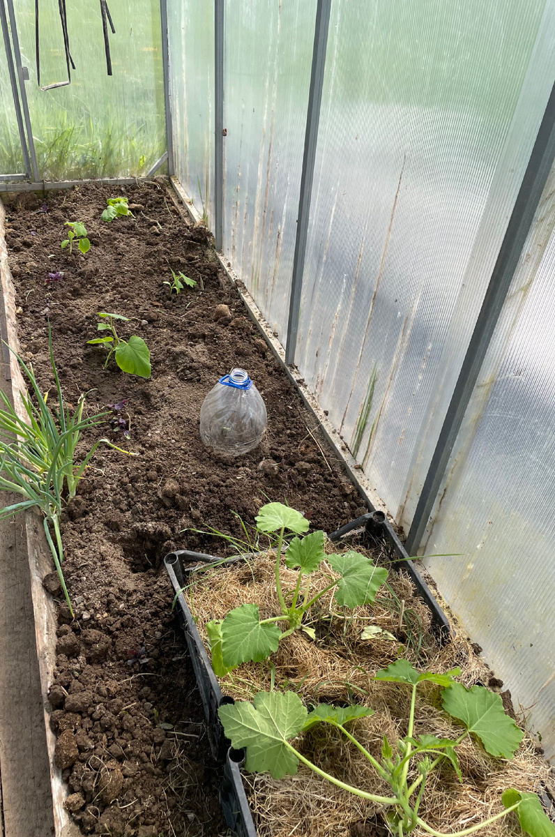 Высадила огурцы. В следующие выходные посею еще семенами