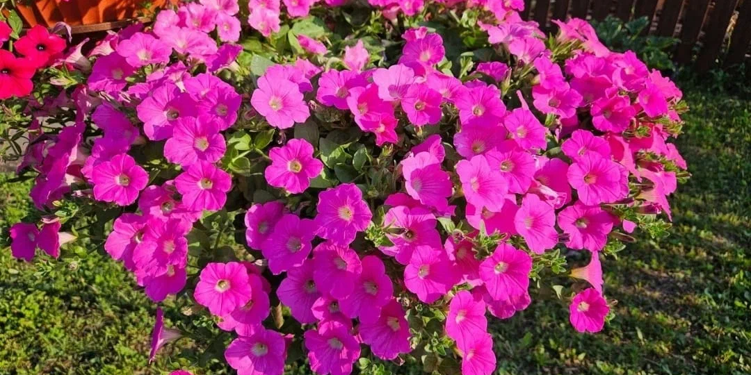 Петуния не вырастет пышным шаром и не будет обильно цвести, если забыть про 2 простые процедуры: одна петунию «изуродует», другая - даст сил