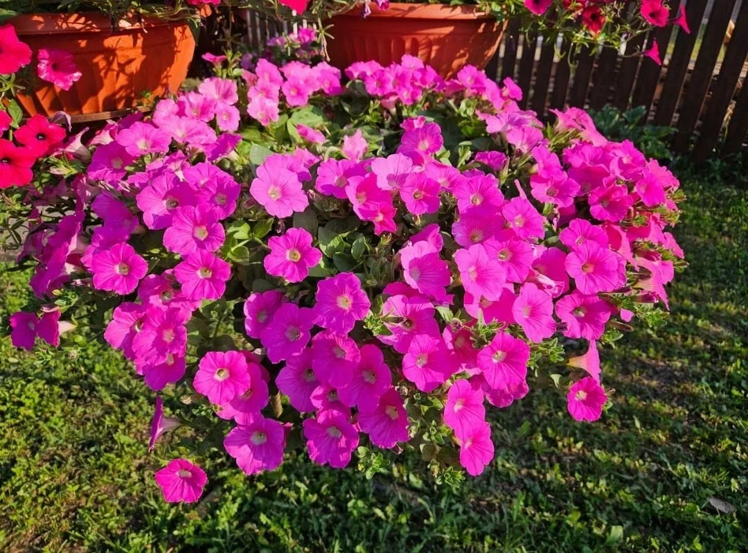 Нужны из петуний пышные шарики?