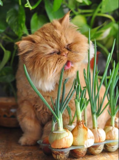 СМЕРТЕЛЬНЫЕ ПРОДУКТЫ ДЛЯ КОШЕК