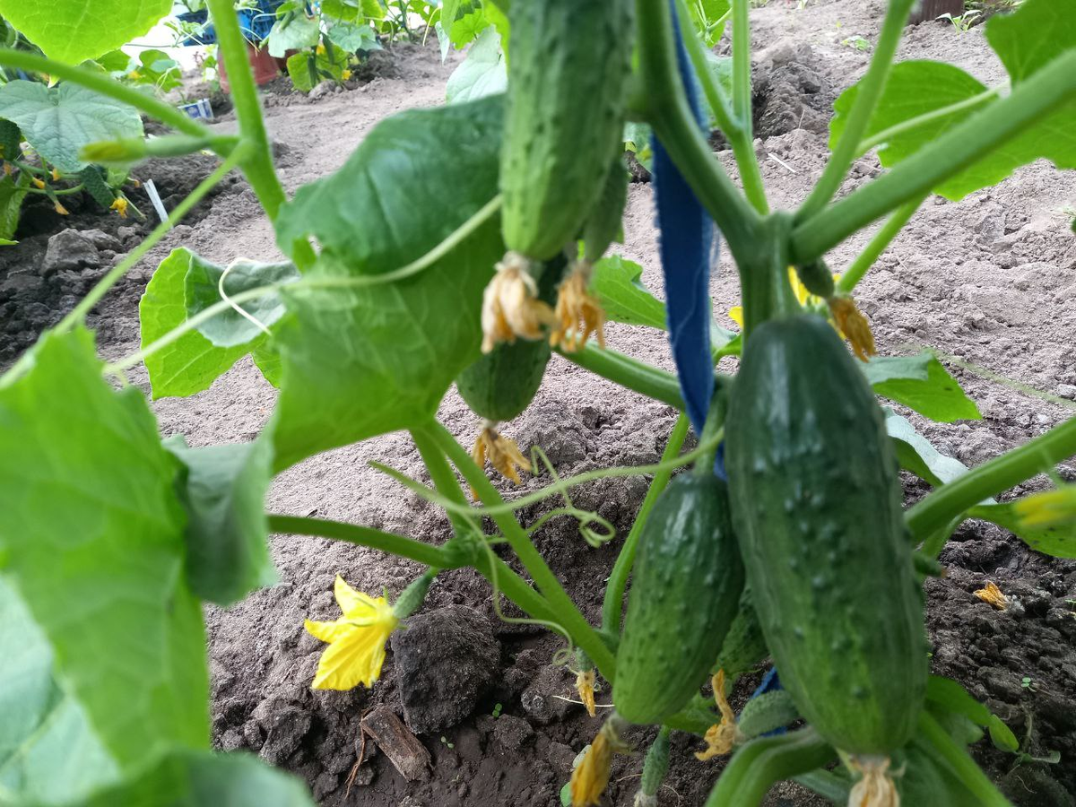 F1 БАЛАГАН Фото сделано после того, как откушаны первые огурчики с этого куста.
