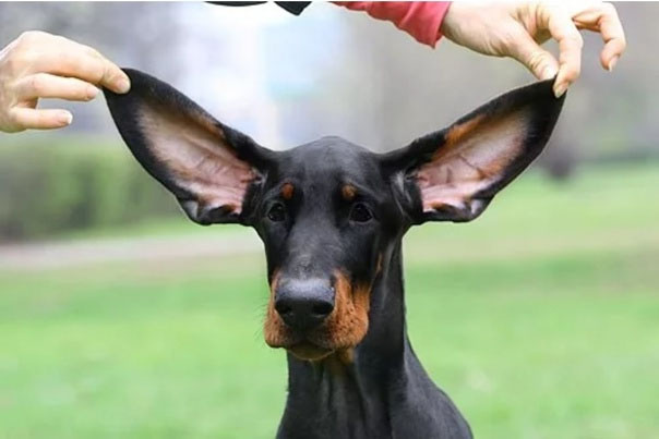 Доберман с родными ушами. 