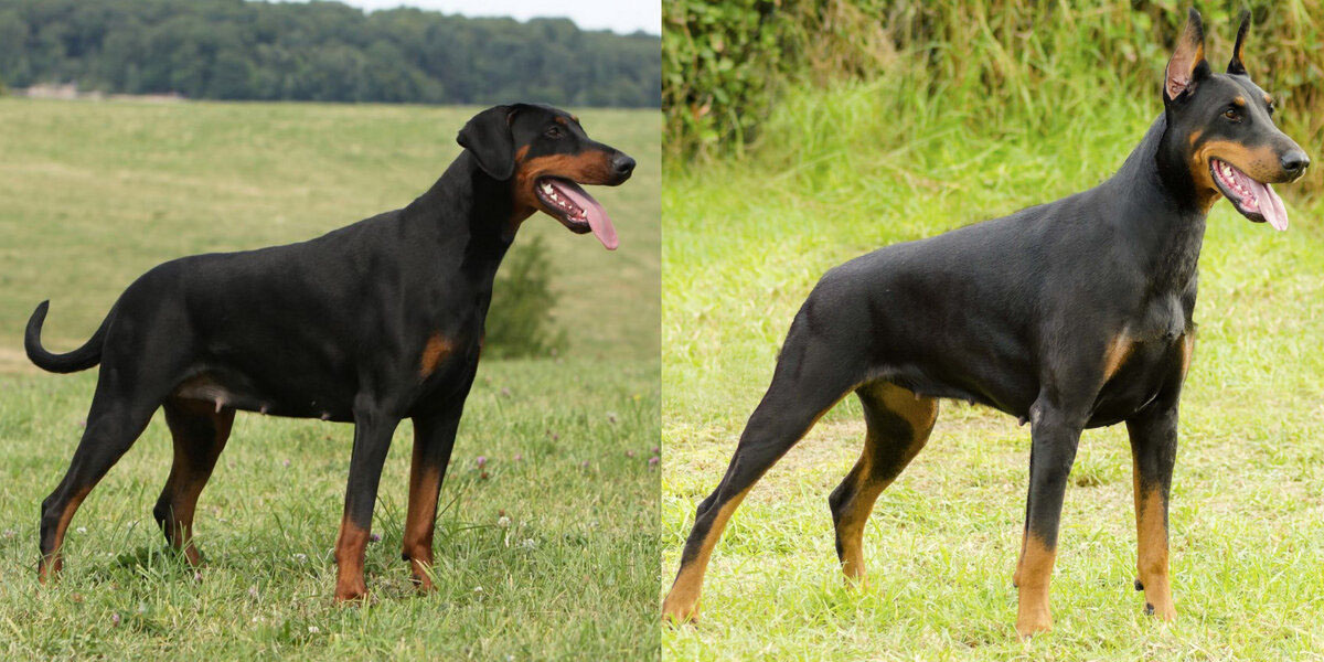 Доберман с ушами и хвостом, и без оных. 