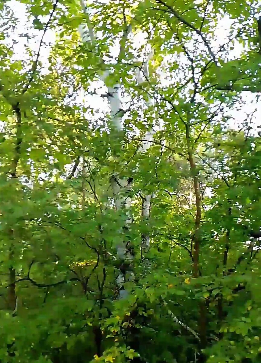 В тишине лесной, где луг дремучий,  Голосок звучит, как песня нежная.  Он льется, словно мед из чаши,  Но милый не придет — тоска безбрежная.  Березка белая стоит, как страж,  Ветви тихо шепчут, словно в сказке.  Свидетель встреч, что были вмиг,  И ожиданий, что терзали в ласке.  Надежда в сердце все еще жива,  Верю, ты придешь, как светлый день.  Под сенью той, где свет и тень,  Пусть уйдет тоска, как волна в берегах.  Пусть грусть уходит вдаль, как сон,  И вновь заиграет сердце в ритме.  Пусть голос мой дойдет до слуха,  И не коснется мука — лишь мечты.  Жду тебя, моя любовь, как свет,  И повторяю вновь и вновь:  Под березкой белой в тишине,  Ты приходи ко мне — я жду тебя в покое.