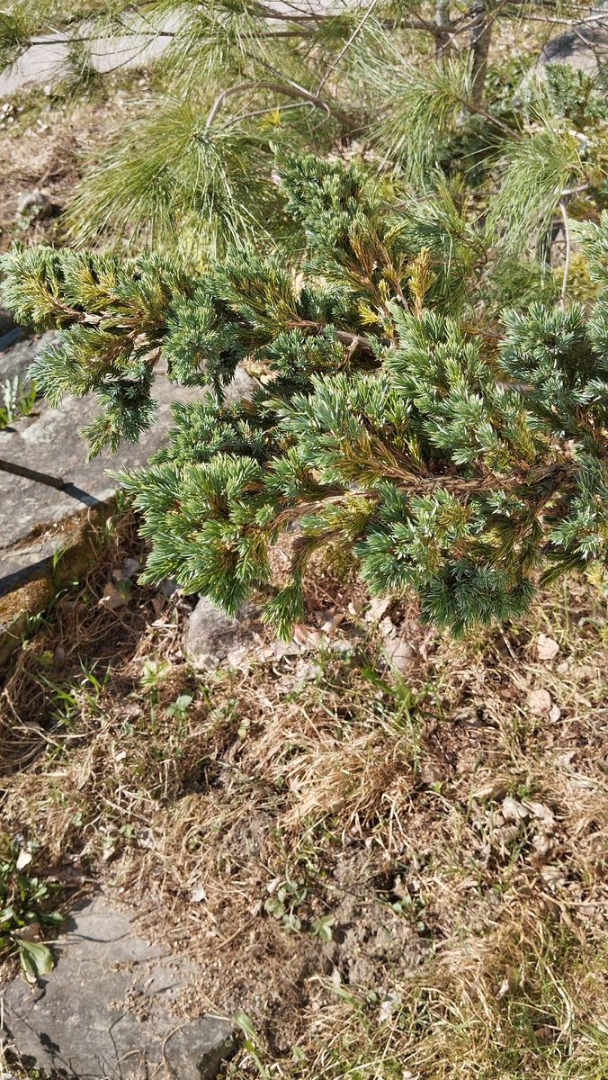 Когда хвойные выходят из зимы рыжими и сухими кошмарное зрелище! А когда такими - нет!