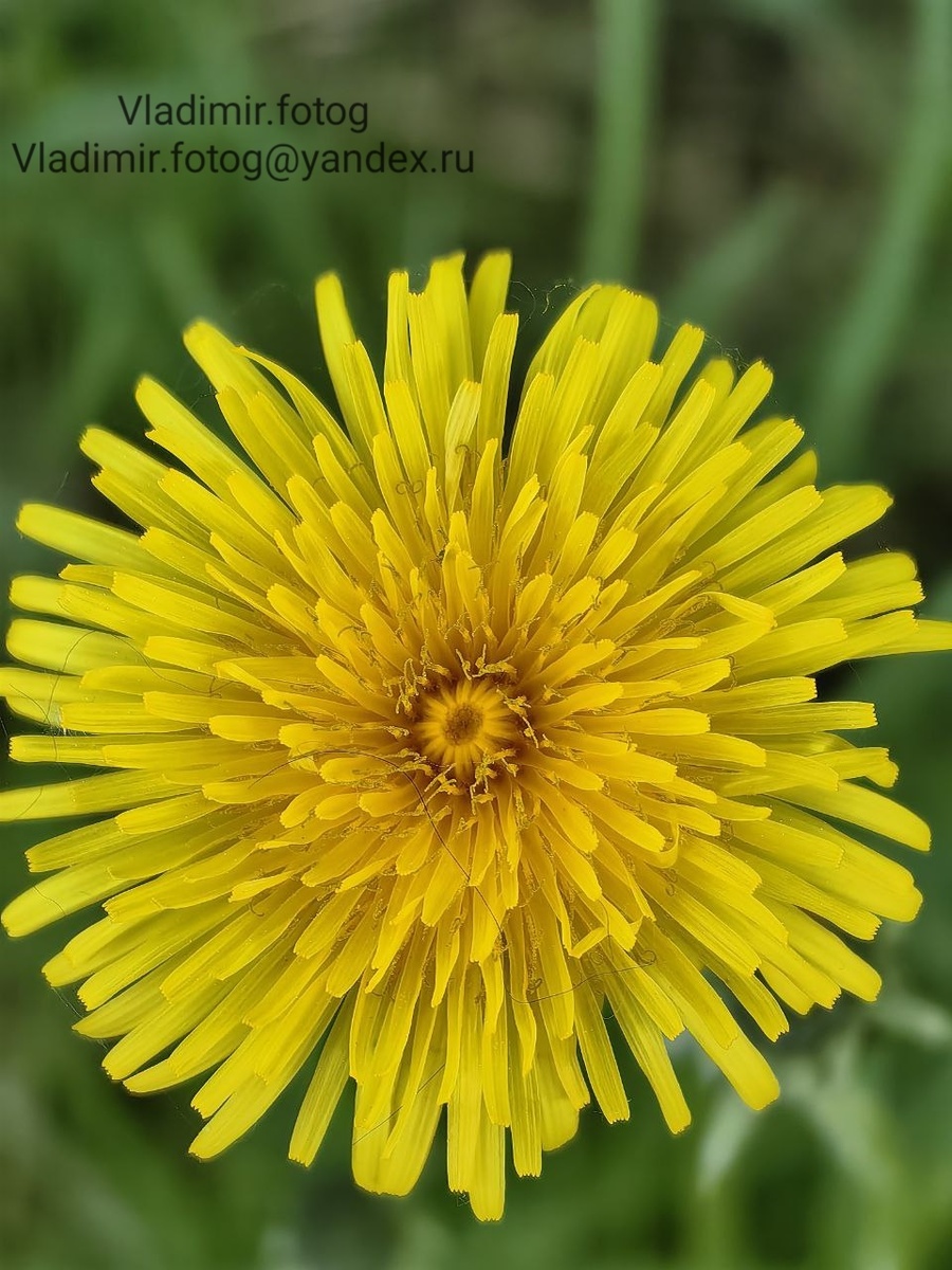 Маленькое солнышко