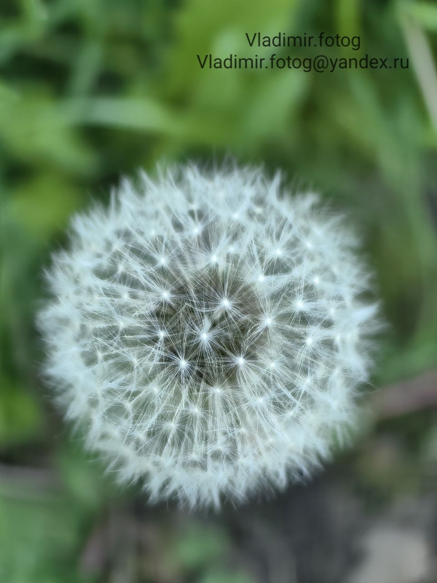 Пушистое облачко