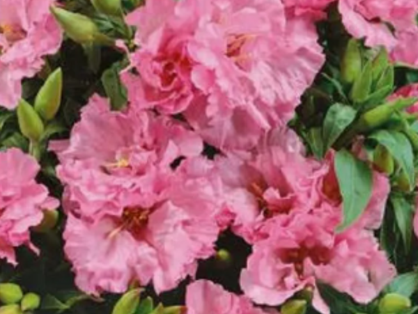 Годеция Порхающие бабочки. Скрин автора с пакета с семенами