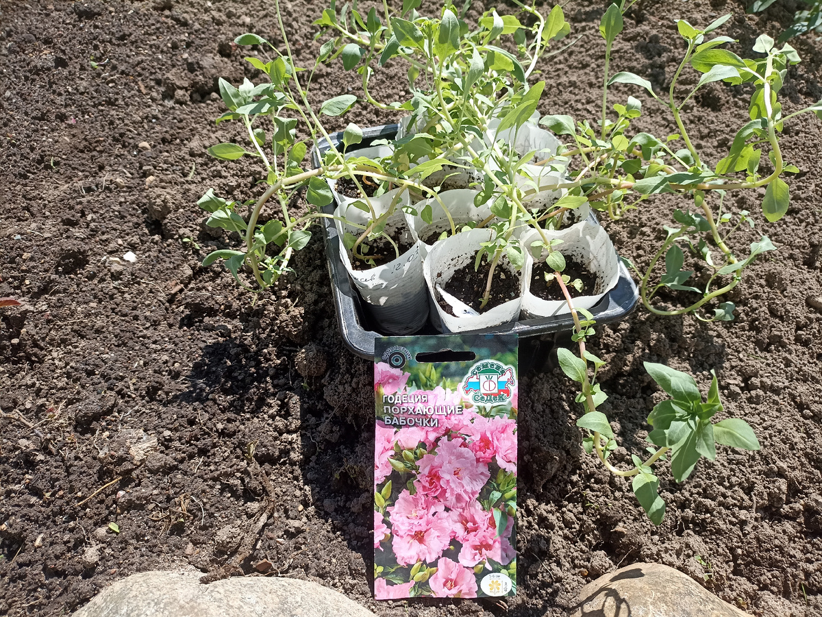 Рассада годеции перед высадкой в грунт. Фото автора