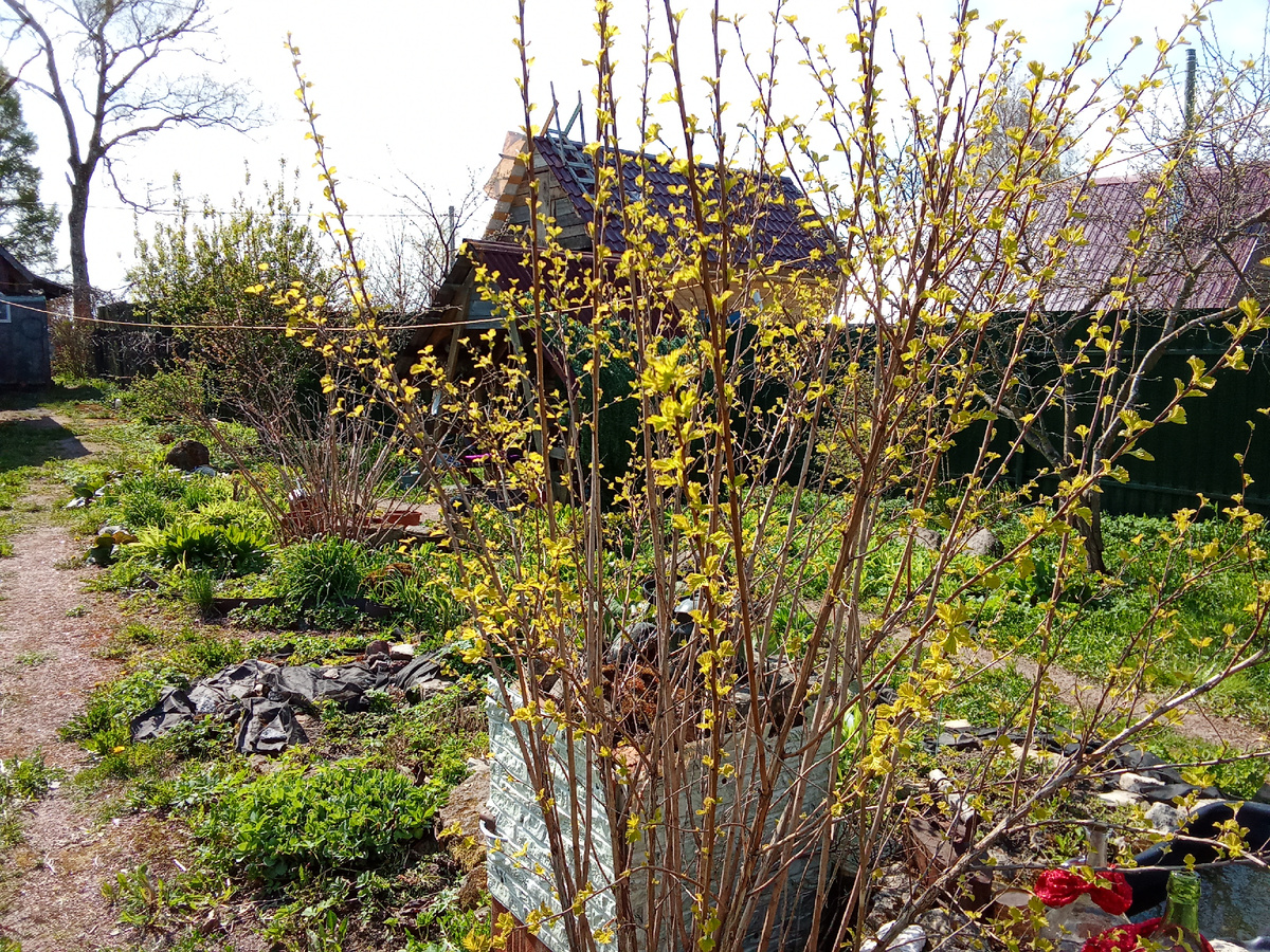 Пузыреплодник у каменистой горки