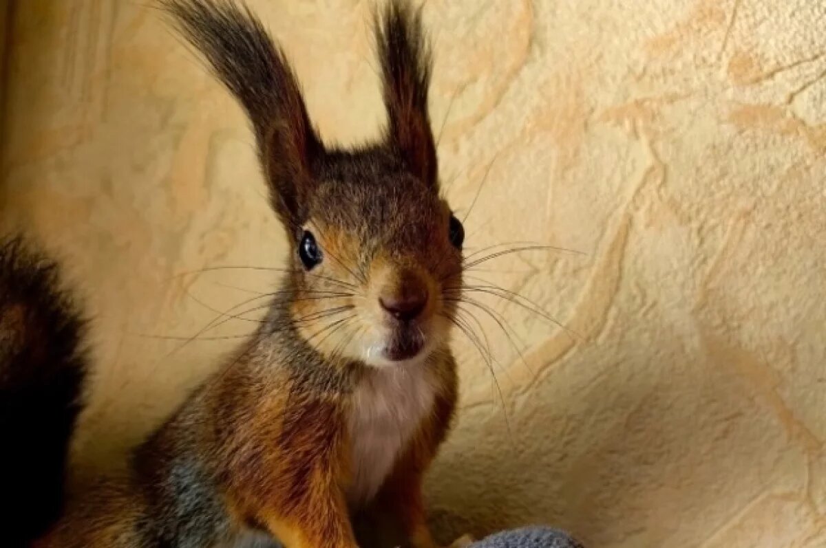    В Твери бельчонок сбежал из дома и голодал на улице три дня