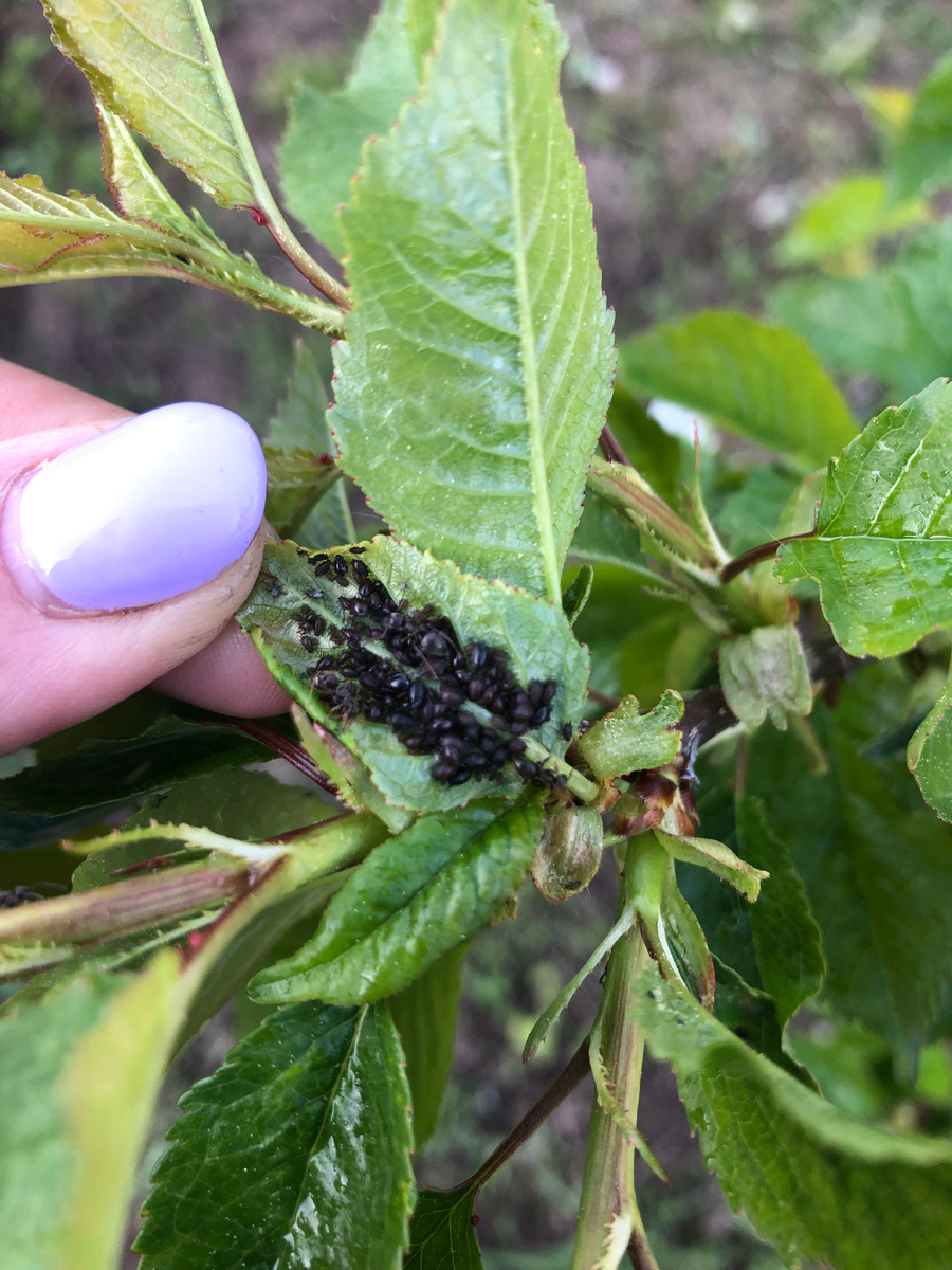 Тля черная на вишне